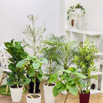 オリーブ ひなかぜの投稿画像一覧 Greensnap グリーンスナップ