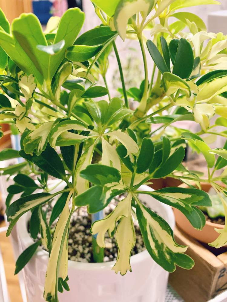 シェフレラ ジェニーネの投稿画像 By あいぼんさん 観葉植物と虫嫌い 21月4月12日 Greensnap グリーンスナップ