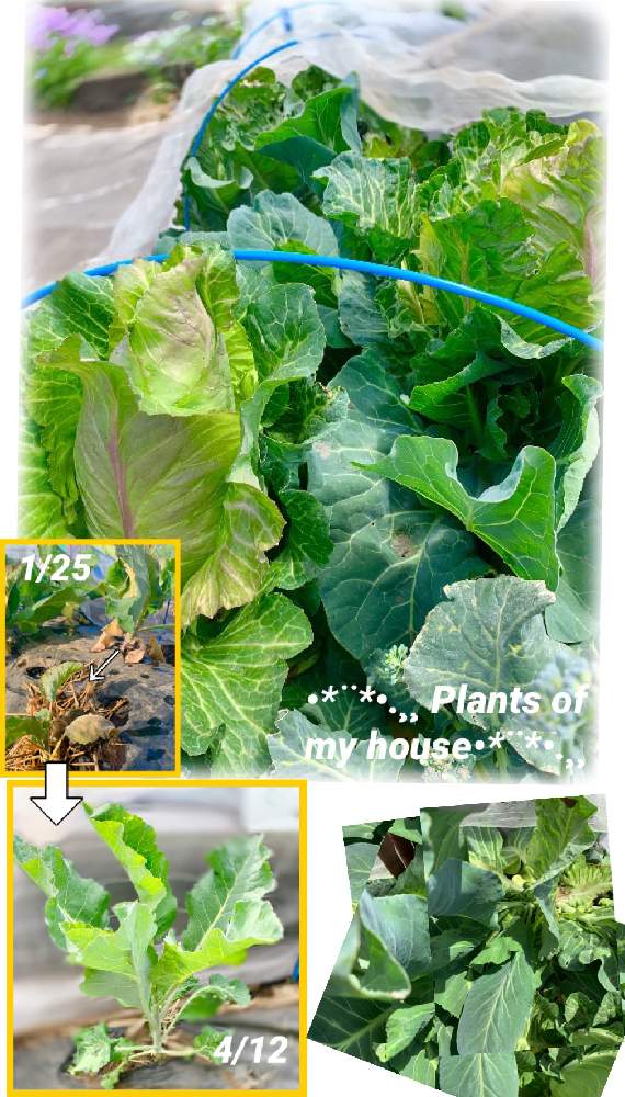 シュピッツコールの投稿画像 By Kane Flowerさん キャベツ脇芽と家庭菜園と種からと私畑と埼玉県と自家製野菜と無農薬有機栽培と無農薬 無化学肥料栽培とk F家庭菜園と21 K F 家庭菜園と今朝 21月4月12日 Greensnap グリーンスナップ