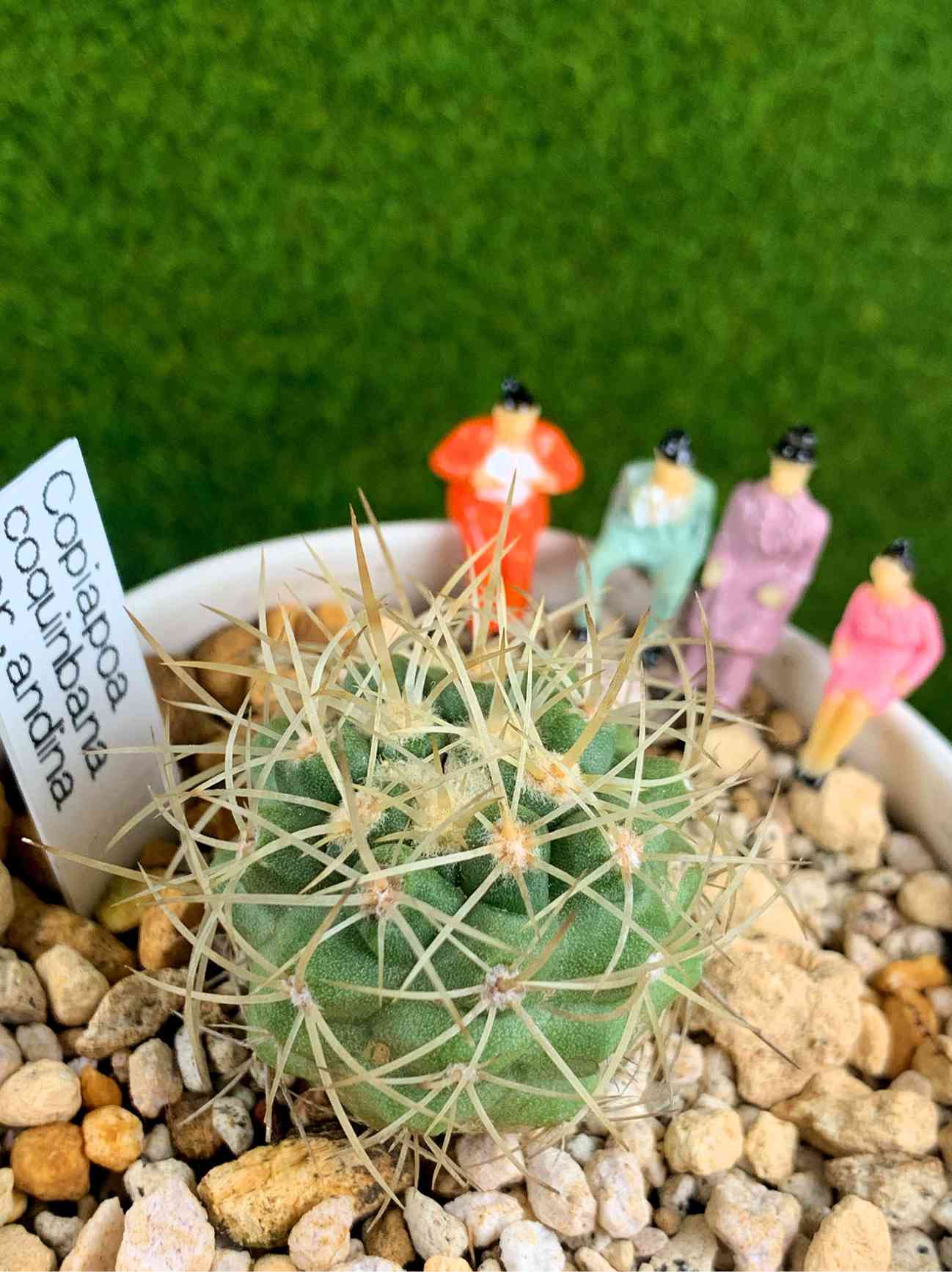 Yahoo!オークション - 実生 強刺 Copiapoa coquimbana