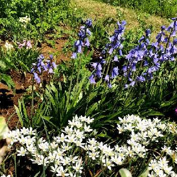 ？？の画像 by ちゃこさん | 広い庭と？？とシラーカンパニュラータと地植えと青い花と　白い花