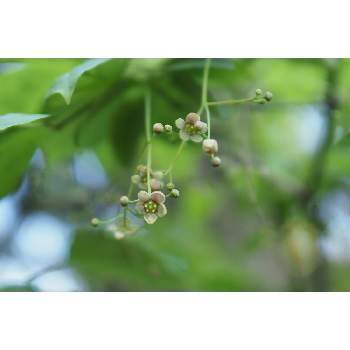 ツリバナマユミの投稿画像一覧 Greensnap グリーンスナップ