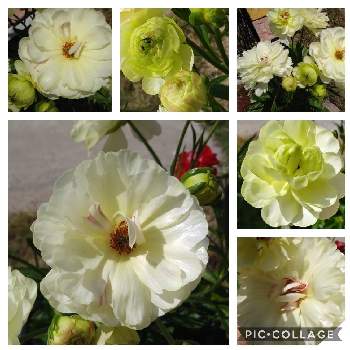 ラナンキュラスラックス ニノスの投稿画像一覧 Greensnap グリーンスナップ