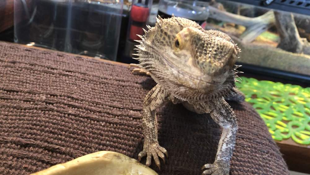 フトアゴ ヒゲトカゲの投稿画像 By ニコちゃんさん プチ家庭菜園とイチゴ とおうち園芸とフトアゴヒゲトカゲ と埼玉と部屋とプチ家庭菜園とイチゴ とおうち園芸とフトアゴヒゲトカゲと埼玉 21月4月12日 Greensnap グリーンスナップ Greensnap グリーン