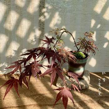 M's style bonsai(雑木)の画像 by 美野美谷さん | バルコニー/ベランダともみじ♡とM's style bonsaiともみじ 万葉の里とM's style bonsai(雑木)