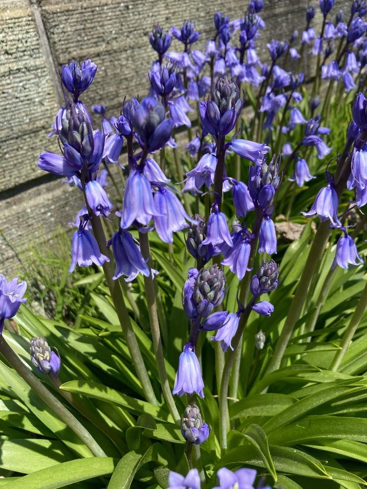 シラー カンパニュラータの投稿画像 By すずちゃんさん 21月4月12日 Greensnap グリーンスナップ