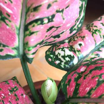 アグラオネマの育て方 植え替え時期は 挿し木や株分けの方法は Greensnap グリーンスナップ