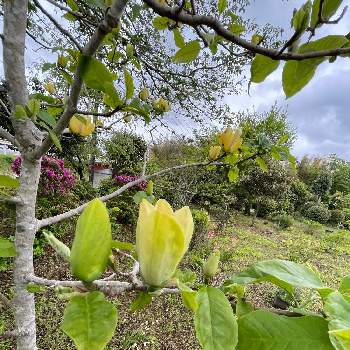 赤いツツジの花の投稿画像一覧 Greensnap グリーンスナップ