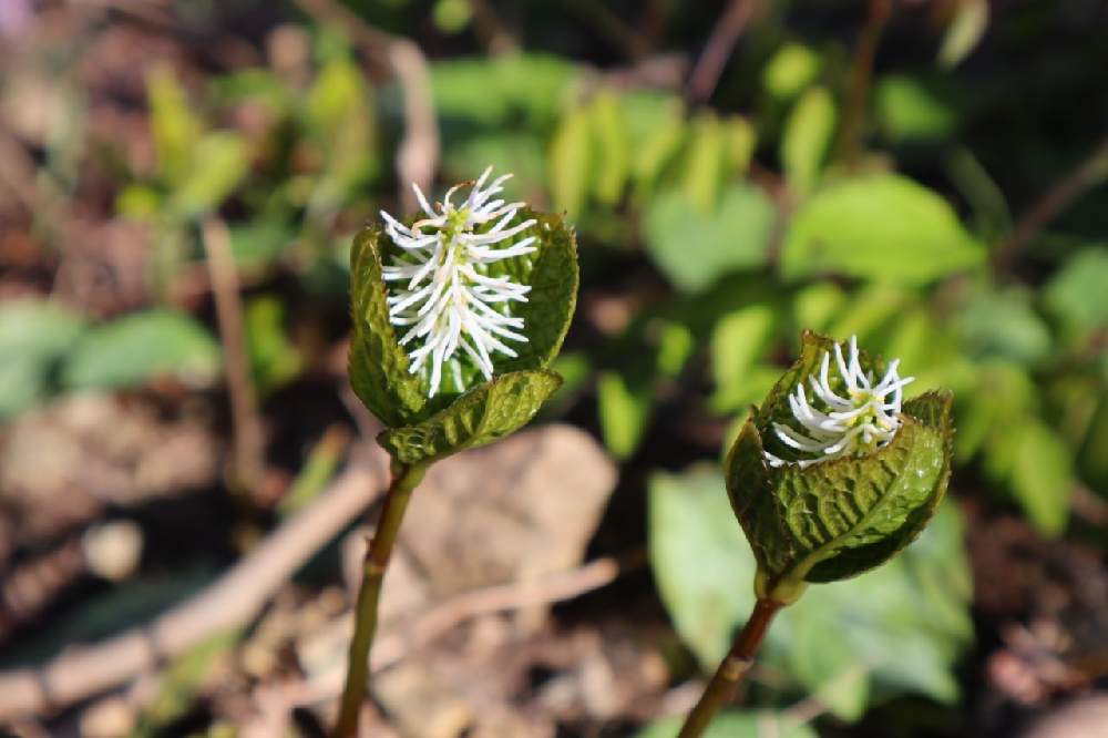 ヒトリシズカの投稿画像 By ニャオさん 21月4月13日 Greensnap グリーンスナップ