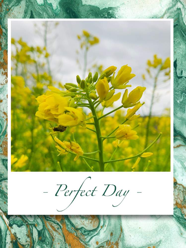 おはようの投稿画像 By のばらさん M Family と癒し と今朝の１枚と福島からのエールと菜の花 21月4月13日 Greensnap グリーンスナップ