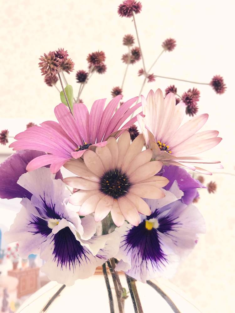 パンジーの投稿画像 By キミさん オステオスペルマムとセンニチコボウとパンジー フリズルシズルと春のお花と雨降りと癒しとヒラヒラと綺麗と春色と綺麗な色 とかわいいとポジティブに行こう と今朝の1枚とトイレの癒し 21月4月13日 Greensnap グリーン