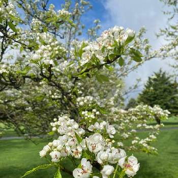 ラ フランス 西洋梨 の花の投稿画像一覧 Greensnap グリーンスナップ