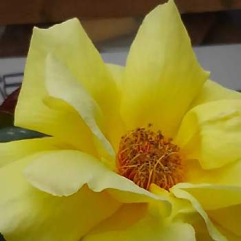 プレイガールの投稿画像一覧 Greensnap グリーンスナップ