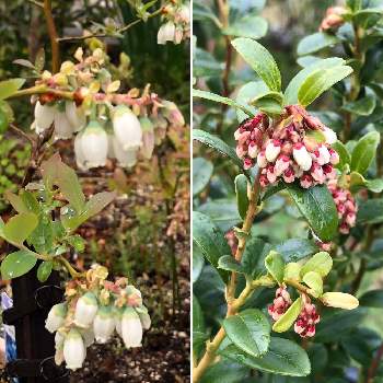 リンゴンベリーの投稿画像一覧 Greensnap グリーンスナップ