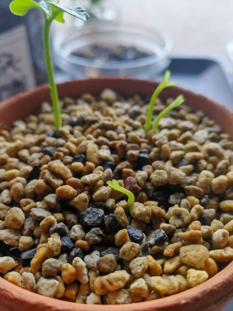 多胚性種子の投稿画像 By Woodappleさん たねからの幸せと赤みかん 21月4月13日 Greensnap グリーンスナップ