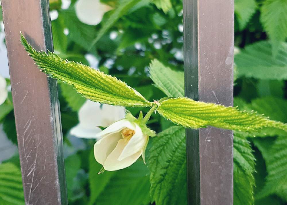 シロヤマブキの投稿画像 By さくら貝さん スマホ撮影と 季節の花を生ける と季節の花と散歩道と花びらとお花とシロヤマブキの花とヤマブキ とやまぶきの花 21月4月13日 Greensnap グリーンスナップ シロヤマブキの投稿画像 By さくら貝さん スマホ撮影と 季節の花を生ける と季節の花と散歩道と花びらとお花とシロヤマブキの花とヤマブキ とやまぶきの花 21月4月13日 Greensnap グリーンスナップ