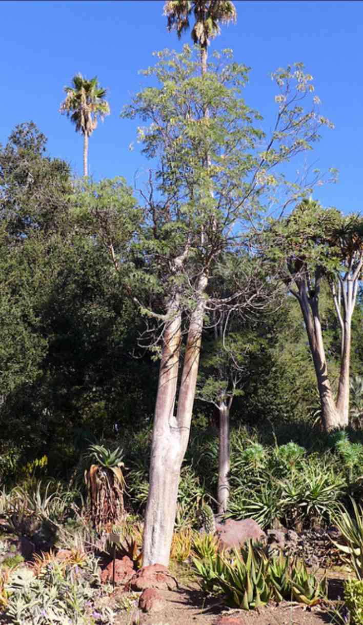 デロニクス・デカリーを育ててみるよ！｜🍀GreenSnap（グリーンスナップ）