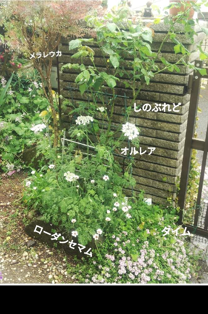 メラレウカ レッドジェムの投稿画像 By メリーさん オルレア コボレダネと挿し木ローダンセマムとハーブ タイムとしのぶれど 薔薇と小さい花壇と花のある暮らしと狭い花壇と地植え 21月4月13日 Greensnap グリーンスナップ