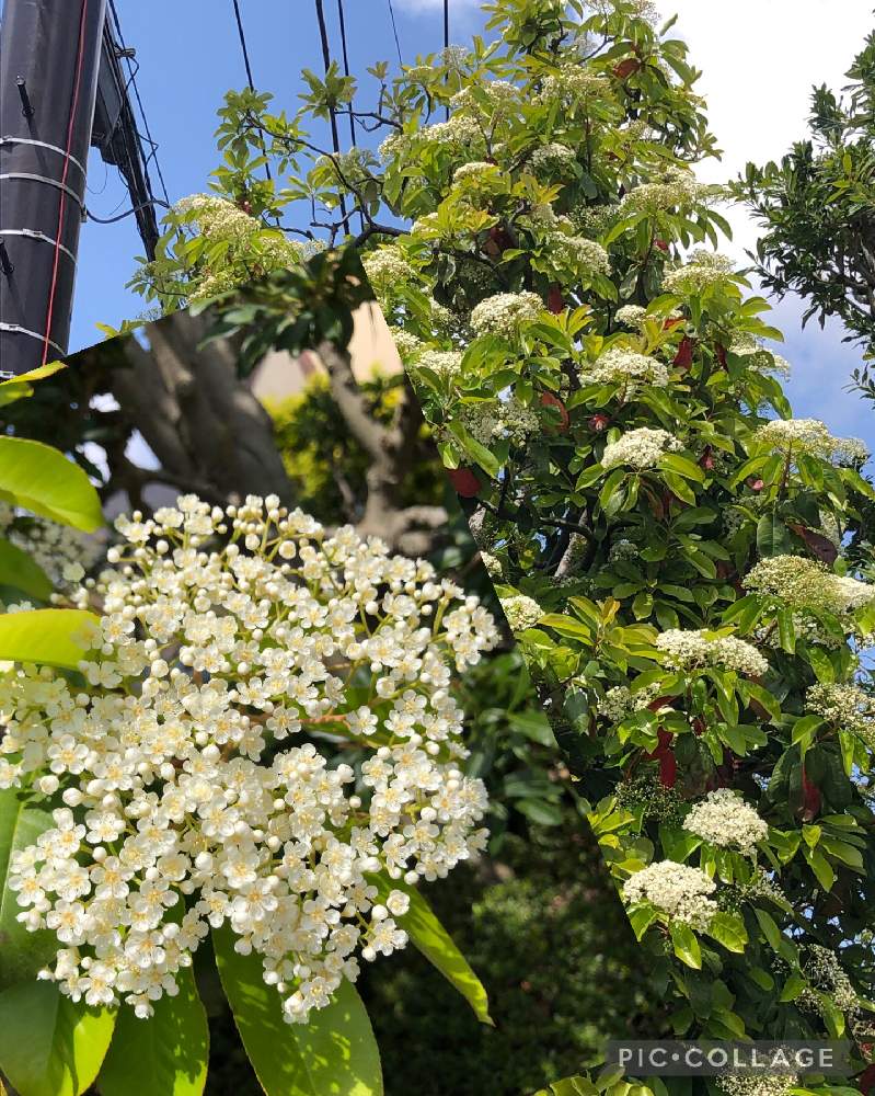 カマツカの投稿画像 By ケントさん よそ様の庭と花木と散歩と庭木と白い花 21月4月13日 Greensnap グリーンスナップ