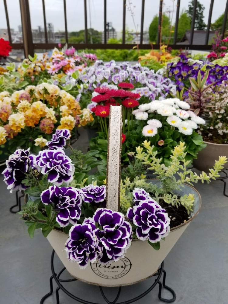 ロータス ブリムストーンの投稿画像 By Etsuさん ペチュニア 花衣 藍染とお花に癒されると寄せ植えとちいさな幸せ と藍色とおうち園芸と緑のある暮らしと鉢植えとみどりに癒されると我が家のお花たちと花のある暮らしとかわいいと自宅屋上 21月4月13日 Greensnap