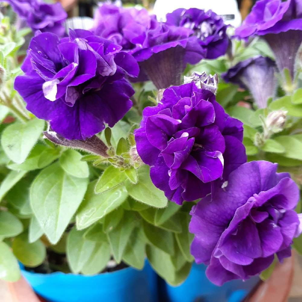 ペチュニアギュギュの投稿画像 By Ikumamaさん カワイイ とタキイ種苗とフリフリのお花とおうち園芸と誕生日プレゼントと元気に育て とワクワク 21月4月13日 Greensnap グリーンスナップ