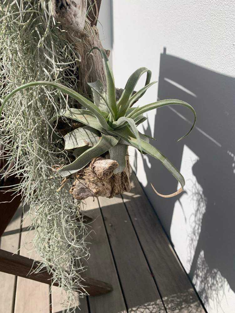 チランジア ストレプトフィラ｜🍀GreenSnap（グリーンスナップ）