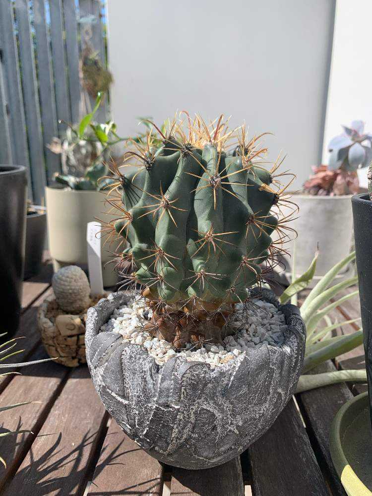 フェロカクタス 巨鷲玉｜🍀GreenSnap（グリーンスナップ）