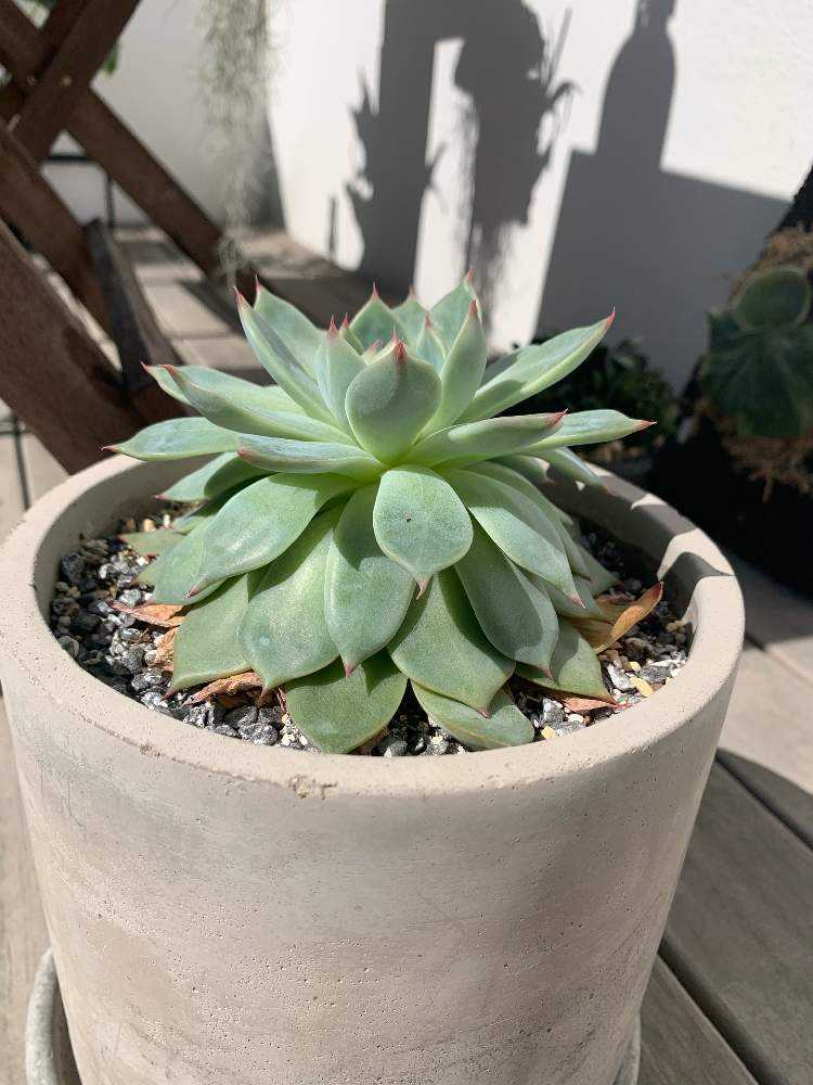 エケベリア 桃太郎｜🍀GreenSnap（グリーンスナップ）