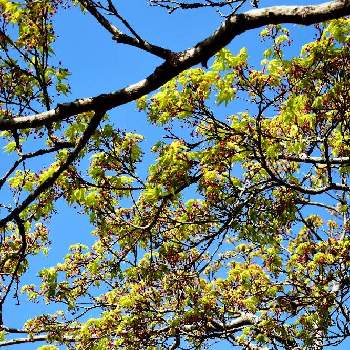 ため息の投稿画像一覧 Greensnap グリーンスナップ