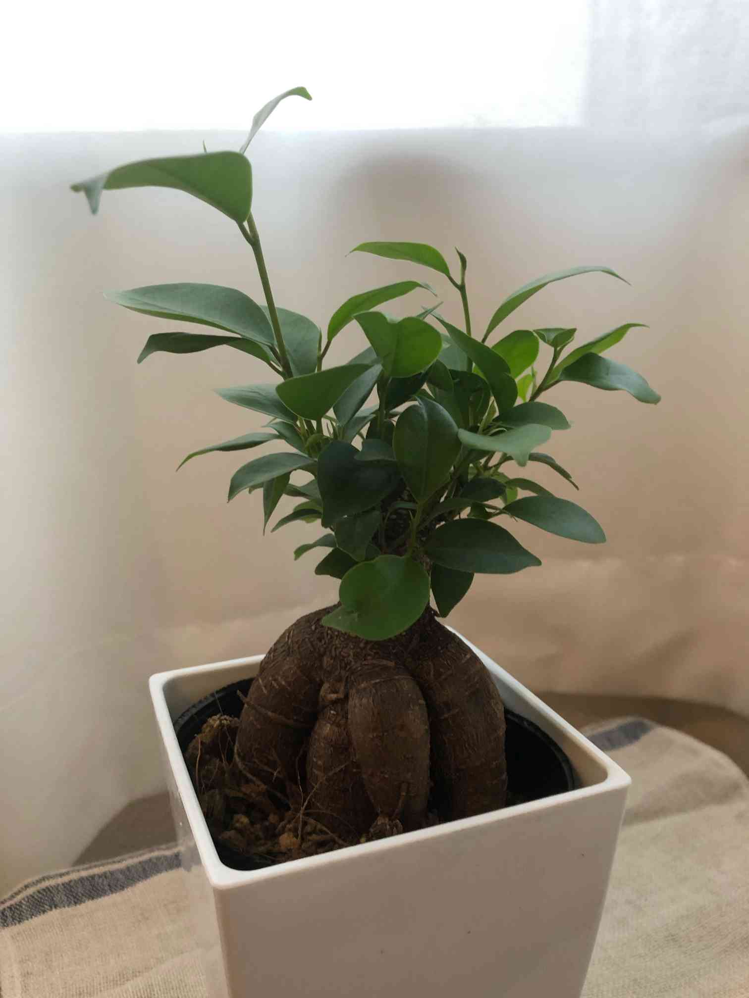 ガジュマル成長記録｜🍀GreenSnap（グリーンスナップ）