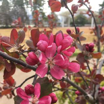 クラブアップルの花の投稿画像一覧 Greensnap グリーンスナップ