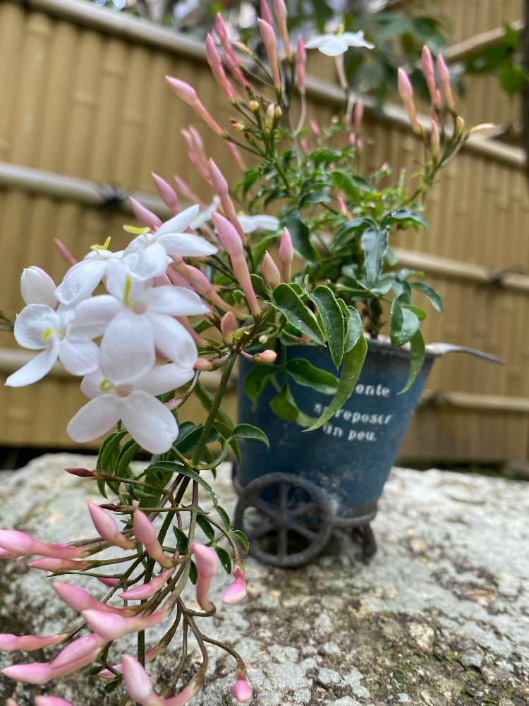 鉢植えの投稿画像 By Ricchanさん ガーデニングと花のある暮らしと羽衣ジャスミン 21月4月13日 Greensnap グリーンスナップ