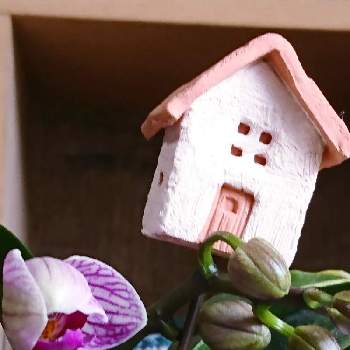 tukiさんpickの画像 by ハイビスカスさん | 部屋と好きな眺めと三年目と胡蝶蘭の花とtukiさんpick