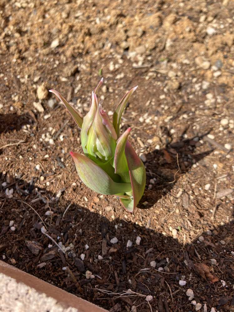 チューリップの投稿画像 By 藍 さん ちゅーりっぷとお花大好き と花壇とおうち園芸と北海道と花は癒やし 21 月4月13日 Greensnap グリーンスナップ