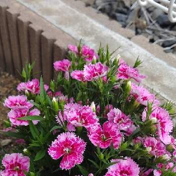 撫子 ダイアンサス テルスターの投稿画像一覧 Greensnap グリーンスナップ