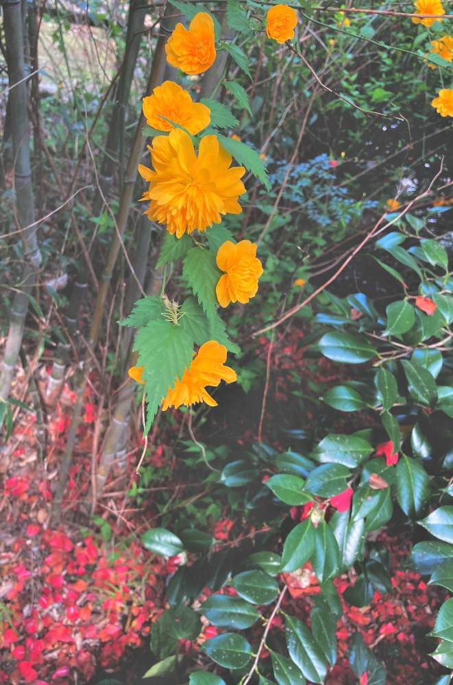 ヤマブキの投稿画像 By かぶとさん 八重山吹と地植えと完全雨晒しと黄色い花 21月4月13日 Greensnap グリーンスナップ