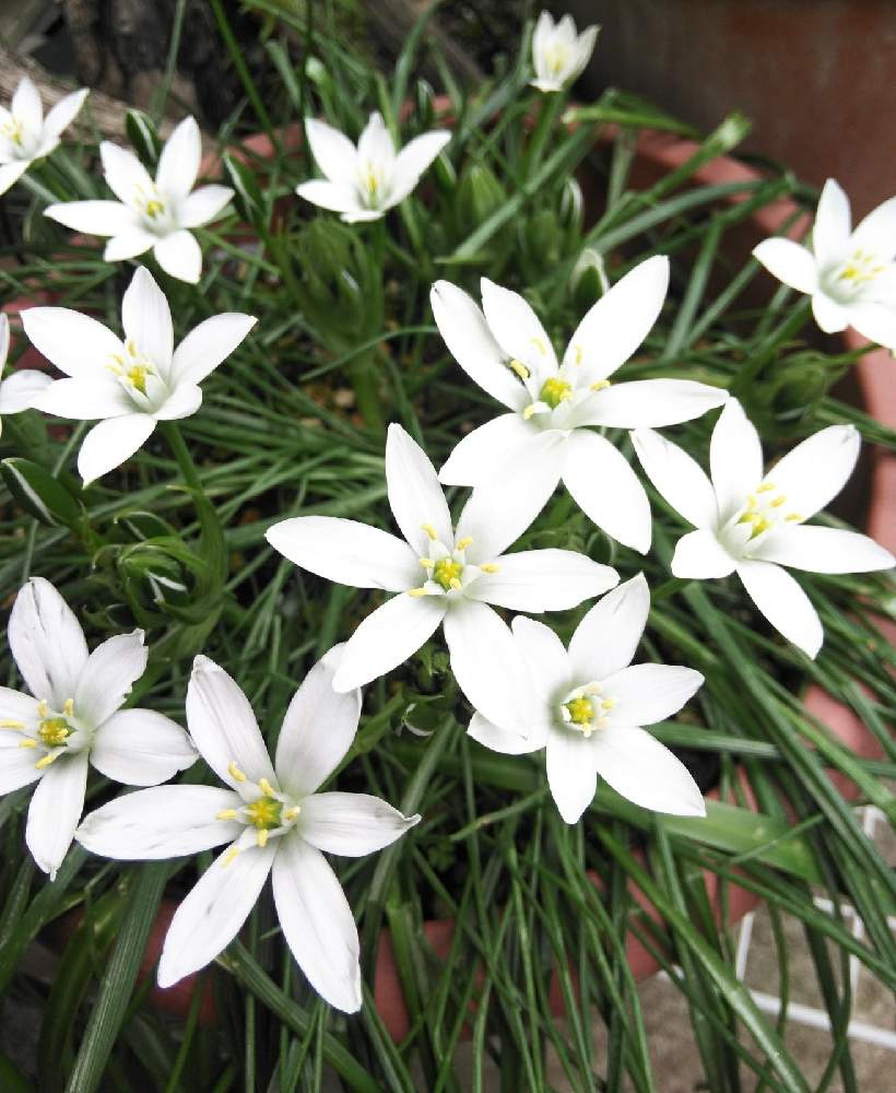 オーニソガラムの投稿画像 By Chikoさん オオアマナと小さな庭と鉢植えと球根植物と白い花と花のある暮らしと鉢植えと球根植物と白い花と花のある暮らし 21月4月13日 Greensnap グリーンスナップ Greensnap グリーンスナップ