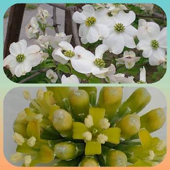 花水木 白の投稿画像一覧 Greensnap グリーンスナップ