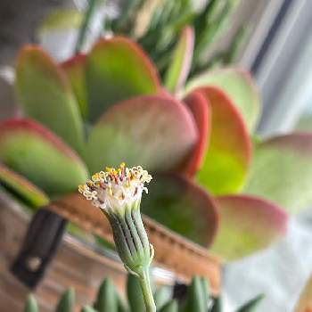 アーモンドネックレスの花の画像 by mini♡さん | 窓辺とアーモンドネックレスの花と空が好きと日光浴と花のある暮らしと植物に囲まれて暮らしたいとGREEN UP!