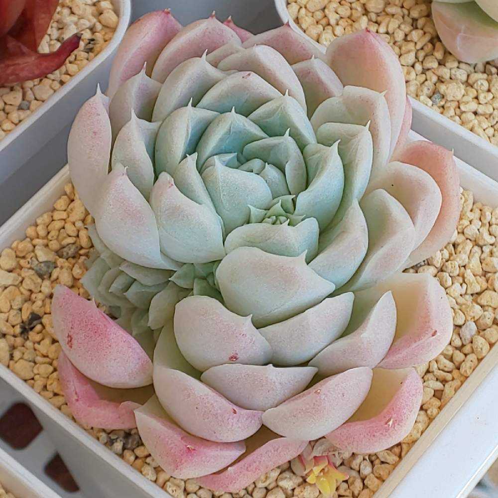 Y*y様 C527×21株 ヒューミリス 抜き苗 多肉植物 エケベリア