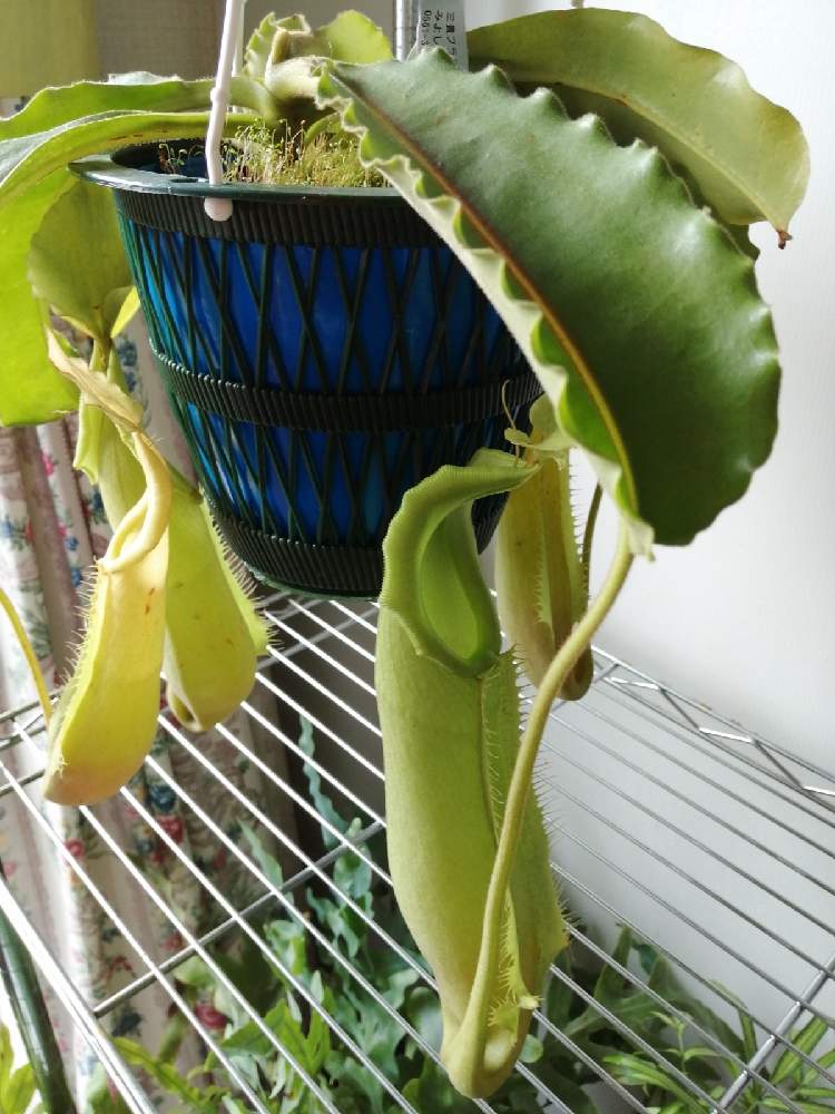 ネペンテス マキシマグリーンの投稿画像 By ハイジさん 観葉植物と食虫植物とネペンテス属とはじめての食虫植物とおうち園芸と食虫植物 ウツボカズラとチーム愛知 21月4月13日 Greensnap グリーンスナップ