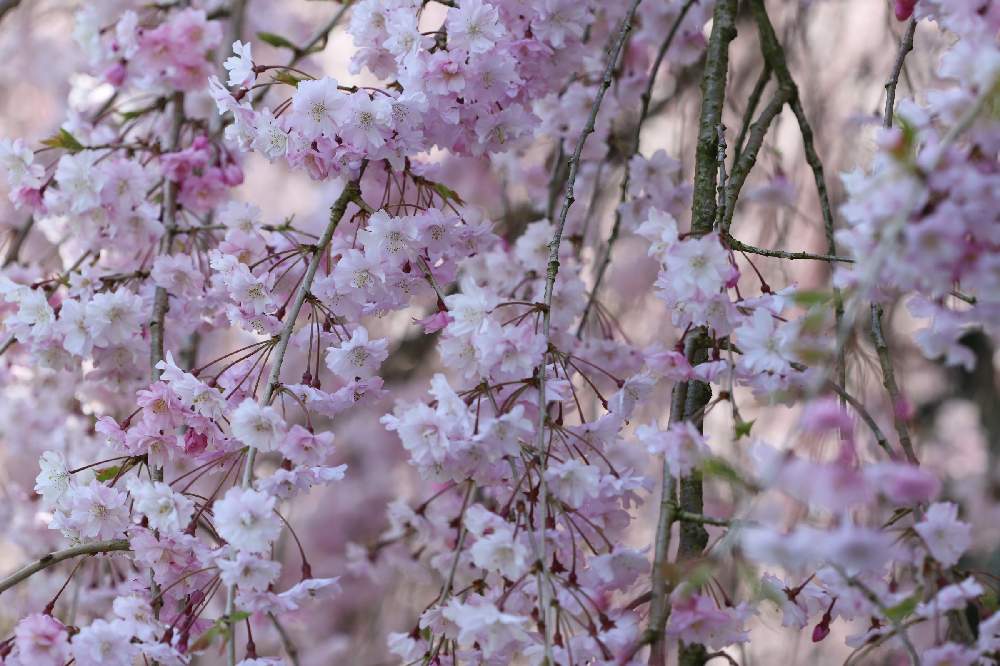 枝垂れ桜 の投稿画像 By Rosehipさん 富山支部とお花大好きと可愛いお花 と届け エール と魚津市長引野とさくら 桜 サクラと綺麗なお花とお花の癒しパワーと 21桜 フォトコンテストとバラ科サクラ属 21月4月13日 Greensnap グリーンスナップ
