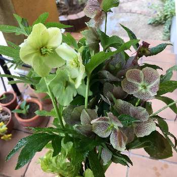 玄関周りの投稿画像一覧 Greensnap グリーンスナップ