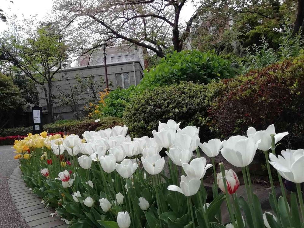 komorebi sumire さんの港の見える丘公園への投稿