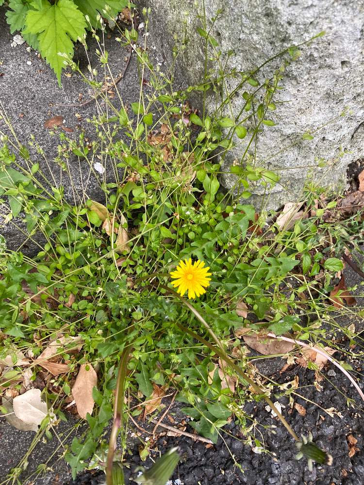 タンポポの投稿画像 By ゆうなさん 21月4月13日 Greensnap グリーンスナップ