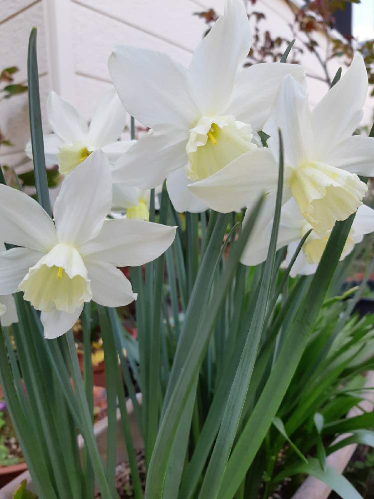 水仙の投稿画像 By 花と猫 さん 花大好きと医療従事者の皆様に感謝ですと被災地の皆様にエールと穏やかな日常に感謝と感謝してます とgsの皆さんに感謝 と皆さんいつもありがとう と我が家の庭と 香りと白い花と春って素敵 21月4月13日 Greensnap