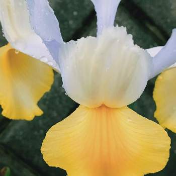 花の命は短くての投稿画像一覧 Greensnap グリーンスナップ