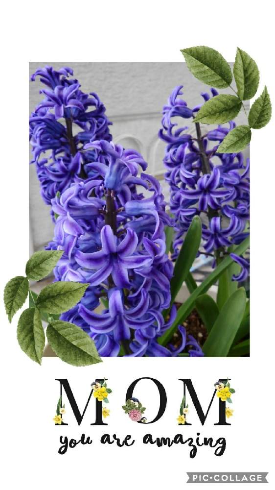 ヒヤシンスの投稿画像 By かすみそうさん 花のあるくらしと好きな色とおうち園芸と花に魅せられてと可愛い とリフレッシュ と大切なはなといやし と紫のお花 21月4月13日 Greensnap グリーンスナップ