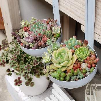 斑入り子持ち蓮華の投稿画像一覧 Greensnap グリーンスナップ