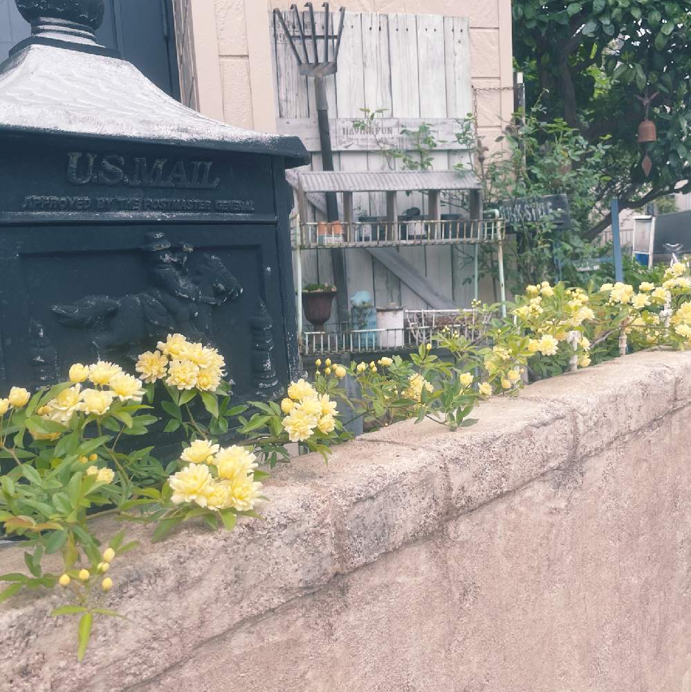 ガーデン雑貨の投稿画像 By Rt Styleさん モルタル雑貨と外構diyとモルタルと雑貨と鉢植えとdiyとガーデニングと小庭と玄関前 21月4月13日 Greensnap グリーンスナップ